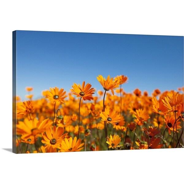 "A low angle view of a field of Dimorphotheca spp flowers